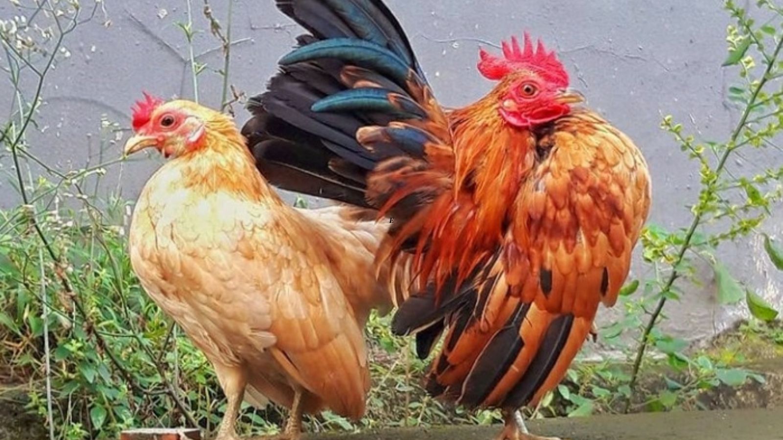 Apa Fungsi Tembolok Bagi Hewan Seperti Ayam?